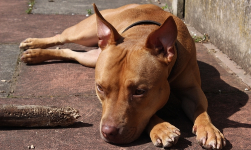 Ein Staffordshire-Bullterrier. (Symbolbild)