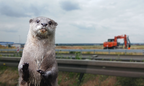Der Lebensraum der Otter soll geschützt werden. Symbolfoto: Alexander Panknin/Pixabay