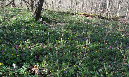 Naturkundliche Wanderung gefällig? Foto: Martin Bollmeier