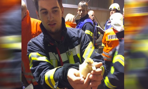 43.000 Küken gerettet, Foto: Dannheim/ Kreisfeuerwehr Pressestelle