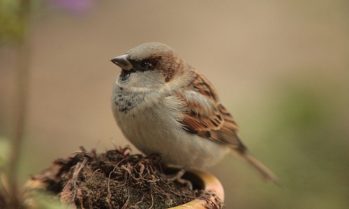 Haussperling. Foto: NABU/Fotonatur