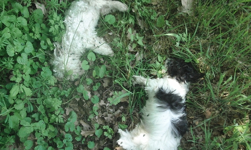 Die Welpen wurden einfach entsorgt. Woran sie starben, ist unklar. Foto: Polizei Salzgitter