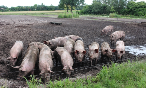 13 Betriebe im Landkreis Wolfenbüttel produzieren Bio-Lebensmittel. Darunter sind sechs Höfe, die Schweine halten. Symbolfoto: Jan Weber