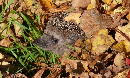 Igel sind in der Regel nicht so hilflos, wie sie manchmal wirken. Foto: NABU/Bärbel Rogoschik