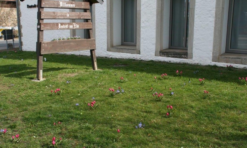 Die bunte Wiese vor dem Haus der Vereine in Destedt. Foto: Diethelm Krause-Hotopp