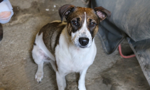 Die FDP-Ratsfraktion interessierte sich für die Erhebung der Hundesteuer. Symbolfoto: Werner Heise
