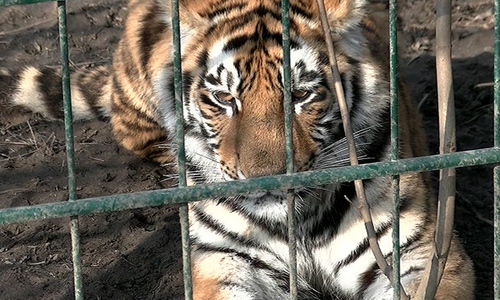 Auch der Braunschweiger Zoo musste mehrere Monate schließen. Archivbild