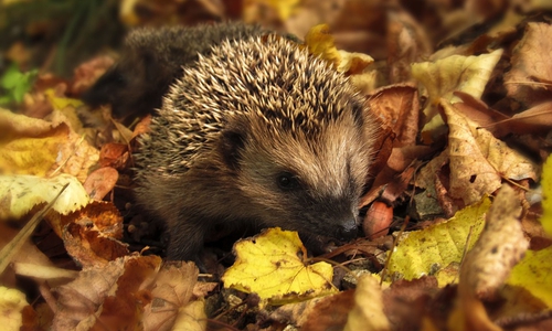 Igel überwintern gerne in Laubhaufen. Symbolbild: Pixabay