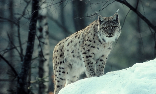 Seit 200 Jahren wurde im Harz kein Luchs mehr bejagt. Foto: NABU/Hans Pollin