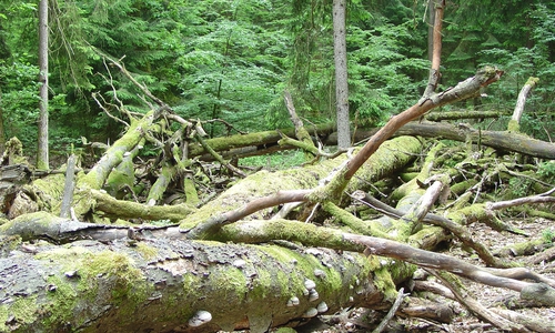 Allein im Harz und südöstlichen Niedersachsen sind es 16.700 Hektar Wald. Foto: NLF