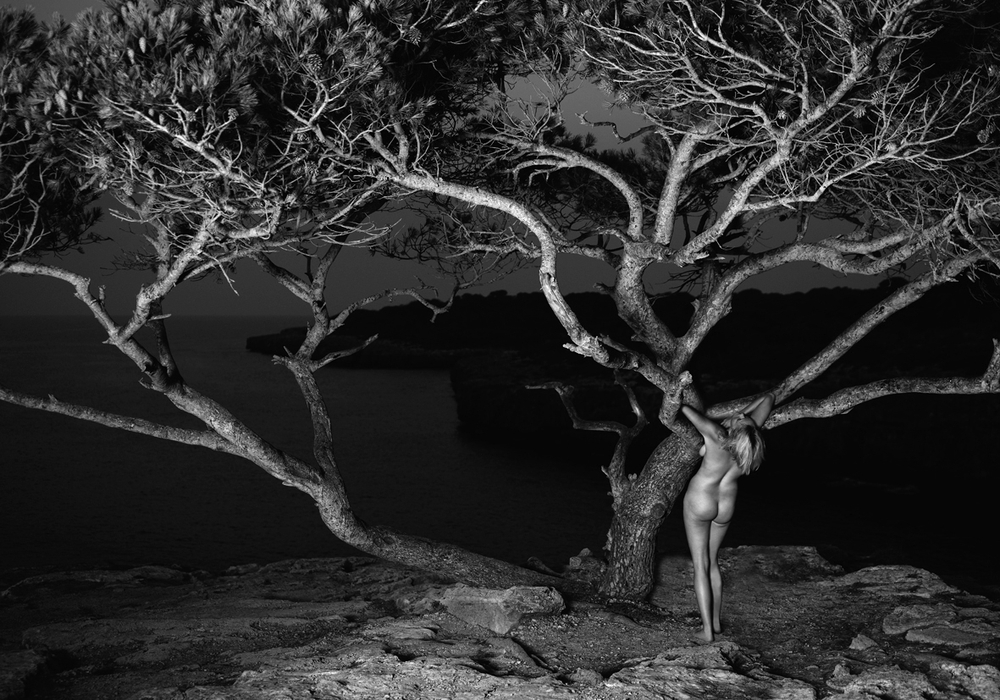 "Narrenbäume" zeigt eine Pinie auf Mallorca. Foto: Wilhelm W. Reinke / Passage-Verlag Leipzig