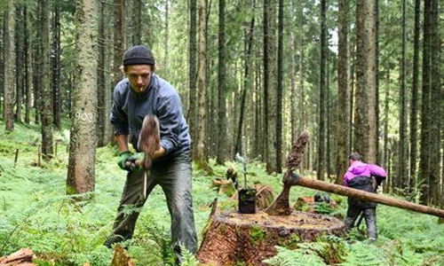 Bergwaldprojekt e.V. und Landesforsten setzen auf naturnahen Harzwald.
Foto: Bergwaldprojekt e.V.