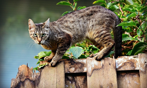 Katzen mit Freigang müssen in Lehre künftig registriert und kastriert sein. Symbolfoto: pixabay