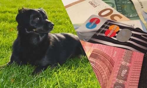 Die zu zahlende Hundesteuer schwankt auch in unserer Region erheblich. Symbolfoto: Nick Wenkel/Anke Donner/Jonas Walter