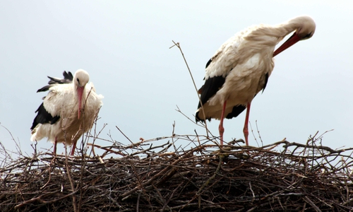 Bereits die dritte Störchin in diesem Frühjahr im Nest in Hedeper. Foto: Bernd-Uwe Meyer