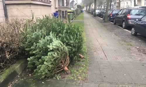 Ab heute werden in Braunschweig die Weihnachtsbäume abgeholt. Symbolfoto:  Alexander Dontscheff