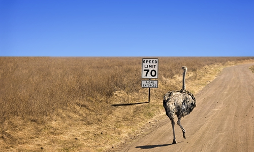 Emus sind verdammt schnelle Vögel. Symbolfoto: Pixabay