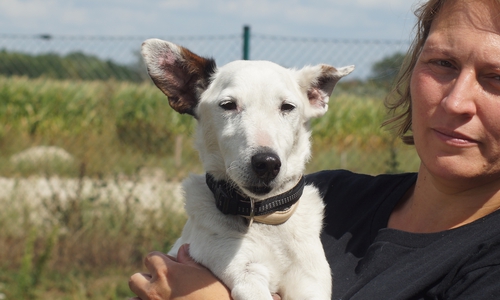 Rudi, ein 12 Jahre alter Terrier. Foto: Tierschutzverein Gifhorn und Umgebung