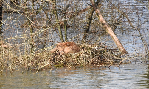 Ein Biber beim Sonnenbad. Foto: NABU/Nicole Feige