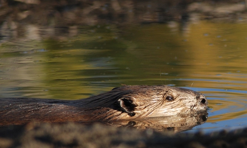 Ein Biber konnte sich selbst nicht aus dem Feuerlöschteich retten. Symbolbild: pixabay