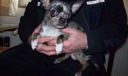 Diese kleine Kerlchen wurde am Mittwoch in Langelsheim gefunden. Foto: Polizei