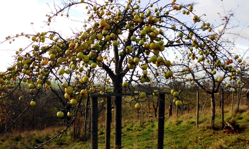 Die Obstwiese am Kirschenberg ist ein Projekt, das der NABU Wolfenbüttel schon seit Jahrzehnten betreut. Foto: NABU