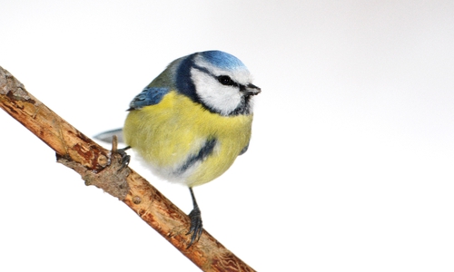 Eine Blaumeise. Vom 5. bis 7. Januar ist die "Stunde der Wintervögel" wieder gekommen. Foto: NABU/F. Derer.