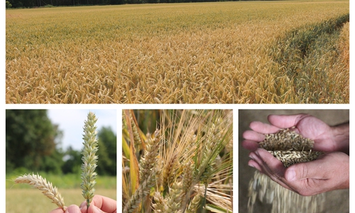 Derzeit sind die Landwirte der Region mitten in der Getreideernte. Doch stellenweise drohen hohe Einbußen. Fotos: Anke Donner