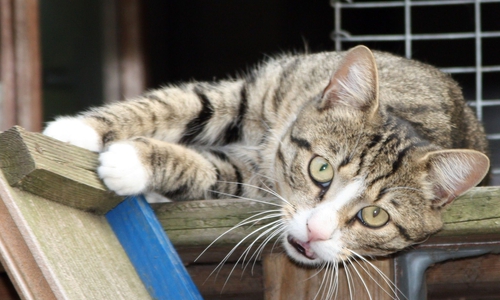 Kater Jamie sucht ein neues Zuhause. Foto:  Tierschutzzentrum Ribbesbüttel