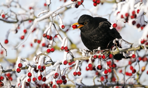 Eine Amsel im Beerenstrauch. Foto: NABU/Fotolia