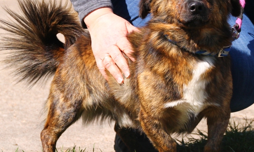 Mischling Benny braucht eine liebevolle Familie. Foto: Tierschutzzentrum Ribbesbüttel