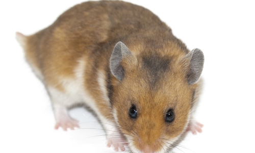Kann ein Hamster ein Neubaugebiet zu Fall bringen? Symbolfoto: pixabay
