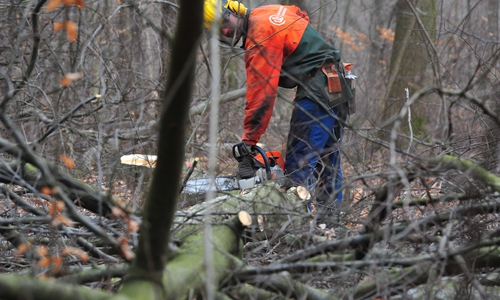 Um den FriedWald Elm weiter begehbar zu halten und die Bestattungen ermöglichen zu können, müssen die Niedersächsischen Landesforsten dort Maßnahmen zur Verkehrssicherung durchführen. Symbolfoto: Niedersächsische Landesforsten