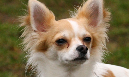 Olli ist anfangs immer etwas schüchtern. Foto: Tierschutzzentrum Ribbesbüttel