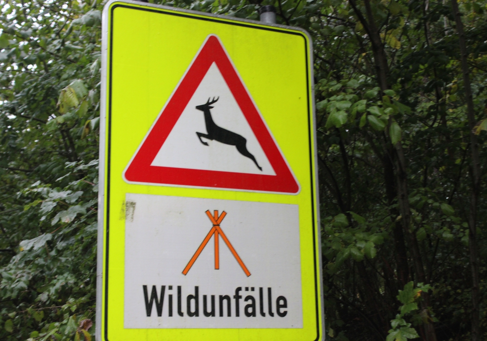 Achtung Wildwechsel - Gefahr für Wildtiere und Autofahrer