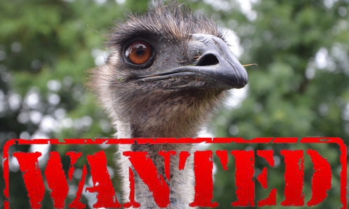 So ähnlich sieht der "Flüchtige" aus. Symbolbild: pixabay