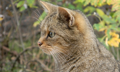„Durch das Radautal zu den Wildkatzen“. Foto: Kur- Tourismus- und Wirtschaftsbetriebe der Stadt Bad Harzburg GmbH