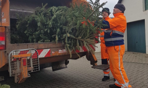 Der ALW holt die Weihnachtsbäume ab. Die Müllwerker Kevin Koch und Thorsten Niggemann laden die Bäume in einen Müllwagen. Foto: ALW