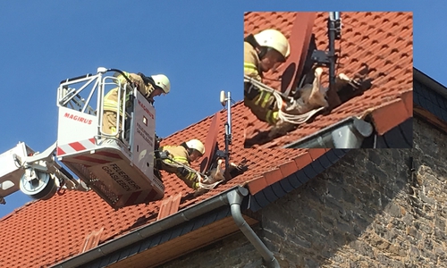 Das Jungtier klemmte zwischen dem Dach und der Satellitenschüssel. Fotos: Maik Wehrmuth