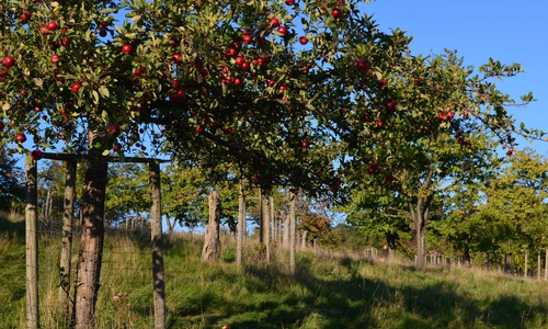 Die Streuobstwiese "Kirschenberg" bei Hornburg. Foto: Cornelia Schilling