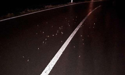 Zwischen 30 und 50 spitze Schrauben wurden auf der Fahrbahn verteilt. Foto: Polizei