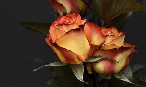 Wir gratulieren zur Goldenen Hochzeit. Symbolbild: pixabay