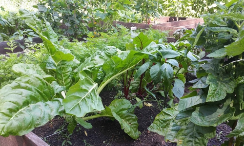 Terra Preta Beete. Foto: BUND/Gharib