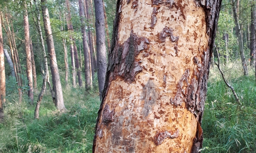 Witterungsextreme und Insekten schädigen Kiefern im Barnbruch. Foto: Niedersächsische Landesforsten