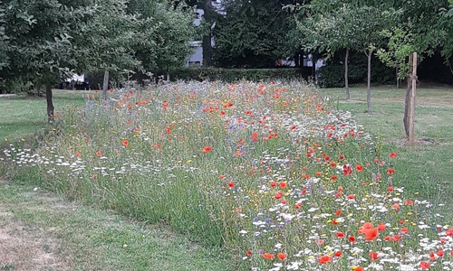 Hier finden die Insekten Nahrung. Foto: Niedersächsische Landesforsten