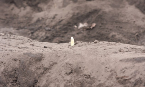 Die Spargelzeit beginnt endlich. Symbolbild: Thorsten Raedlein Videos: Sandra Zecchino