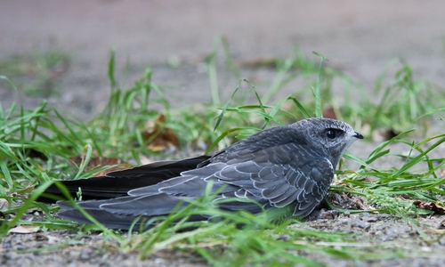 Ein gestrandeter Mauersegler. Foto: NABU/Joachim Neumann