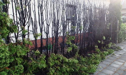Der Brand an der Hecke drohte auf den Dachstuhl des benachbarten Hause überzugreifen. Foto: Alexander Weis