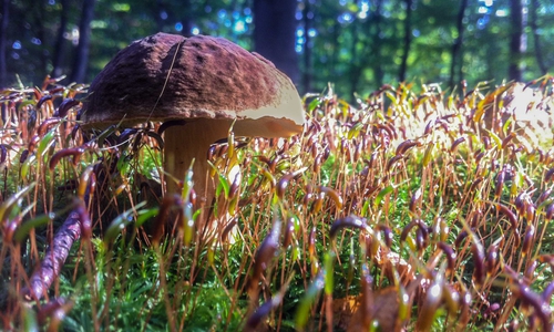 Kleiner Steinpilz im Moos: Foto: Beate Zgonc