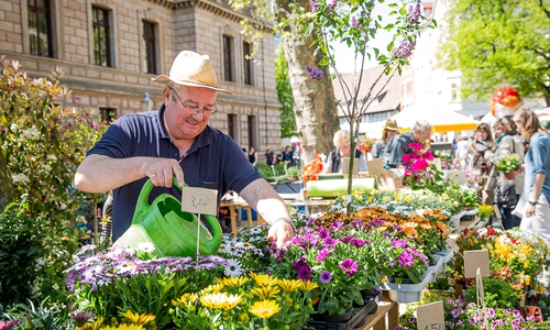 Der erste BBG-Blumenmarkttag verwandelt am 4. Mai von 10 bis 16 Uhr den Domplatz in ein Blumenmeer. Foto: Braunschweig Stadtmarketing GmbH/Marek Kruszewski